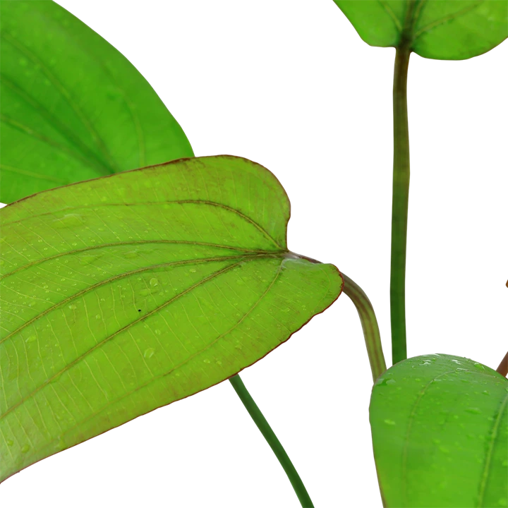 Tropica Akvarieplante i potte Echinodorus x barthii